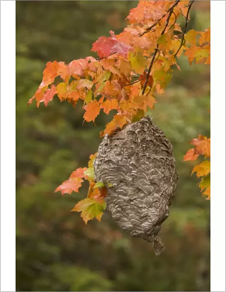 USA, Michigan, Upper Peninsula. Bald-faced hornet nest hanging in a maple tree