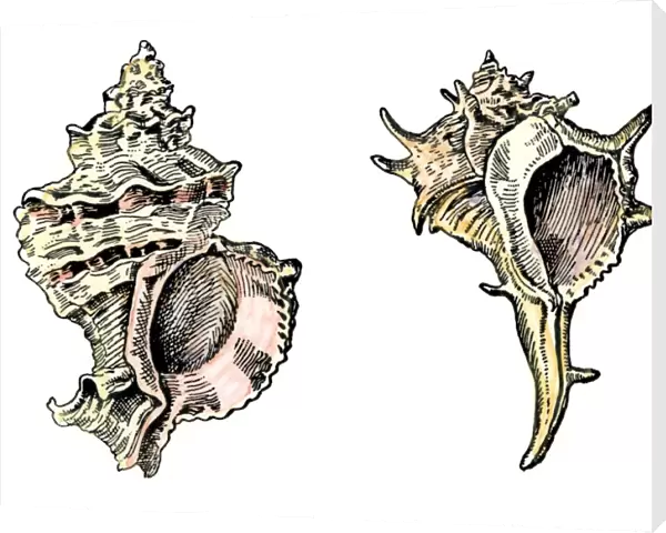 Murex shells