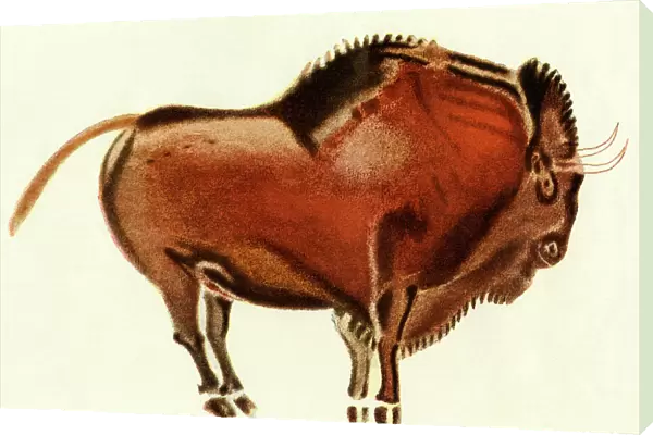 Prehistoric cave art of a bull, Altamira, Spain