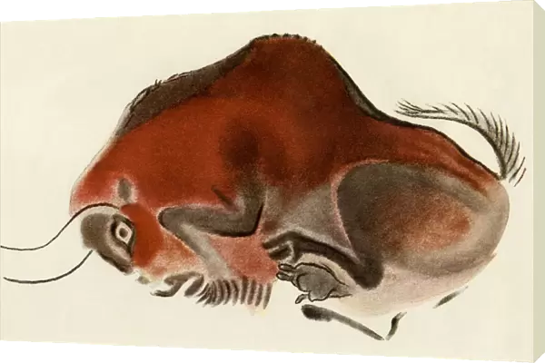 Altamira, Spain, cave painting of a buffalo