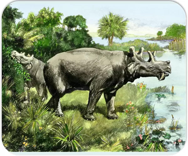 Uintathere, an extinct rhinocerus of North America