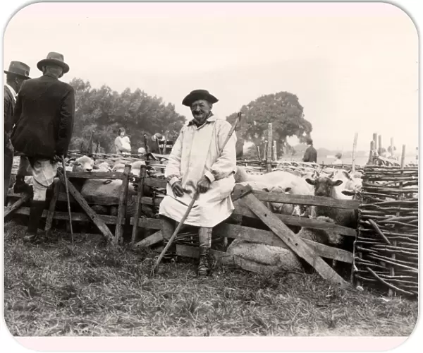 Shepherd sitting on fence at Findon Sheep Fair, 1931