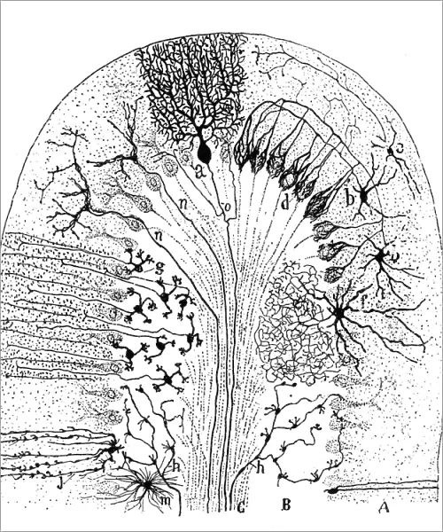 Cell types in the mammalian cerebellum: drawing, 1894, by the Spanish histologist Santiago Ramon y Cajal (1852-1934)