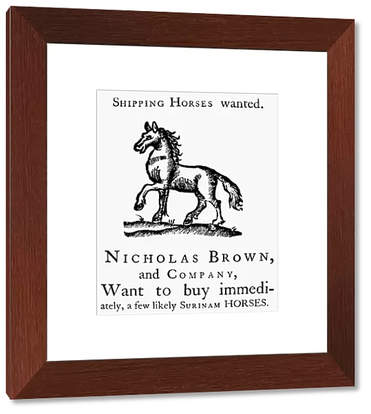 Advertisement by Nicholas Brown and Company for the purchase of horses (Narragansett pacers) to be shipped to Suriname, the Dutch colony in South America. Published by William Goddard, 7 January 1764