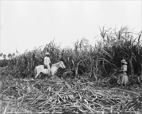 CUBA: SUGAR PLANTATION. Three people cutting sugar cane on a Cuban sugar plantation