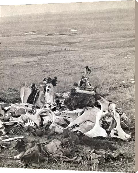 LITTLE BIGHORN, 1876. Pile of bones found at the site of the Battle of Little Bighorn