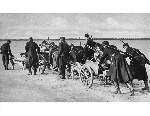 WORLD WAR I: DENDERMONDE. Belgian troops with dogs pulling machine-gun laden wagons