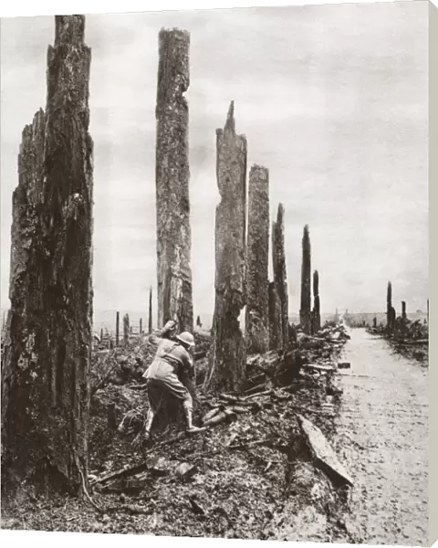 WORLD WAR I: DESTRUCTION. An Allied soldier amid a destroyed tree-lined street during World War I