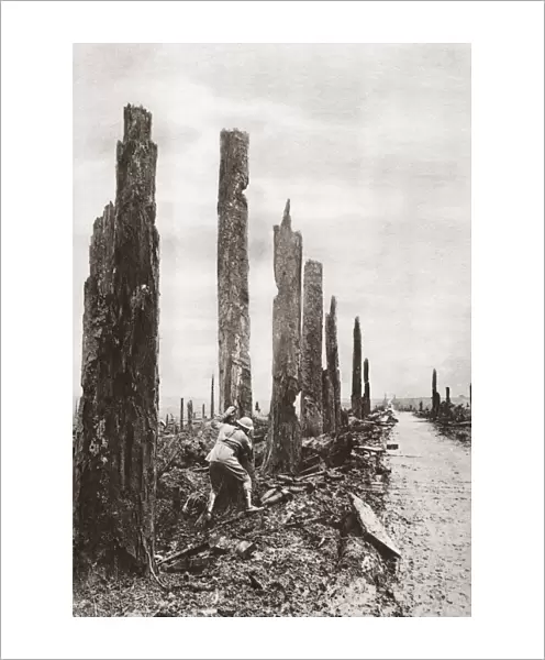 WORLD WAR I: DESTRUCTION. An Allied soldier amid a destroyed tree-lined street during World War I