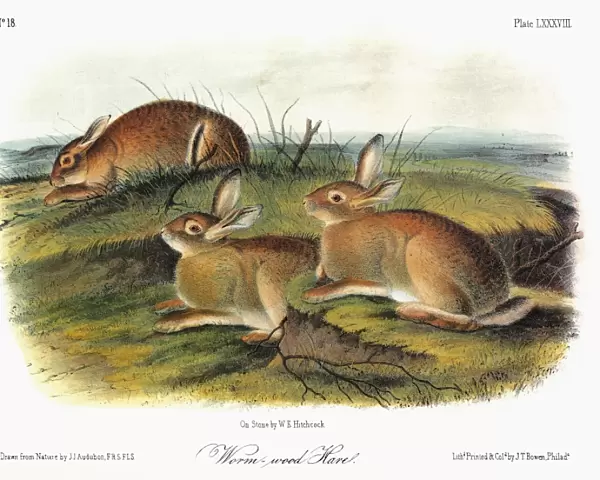 AUDUBON: RABBIT. Wormwood hare (Sylvilagus nuttallii artemesia), a subspecies of