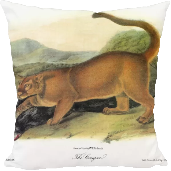 AUDUBON: COUGAR. A male cougar (Puma concolor), also known as a puma or mountain lion