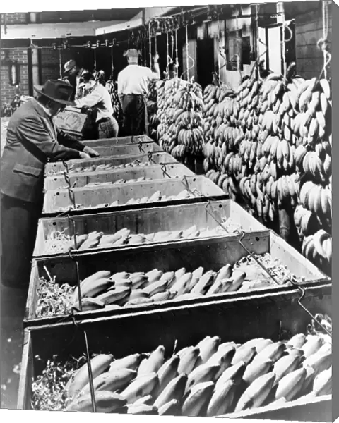 BANANA WAREHOUSE, 1948. Men at work in an American banana packing warehouse of