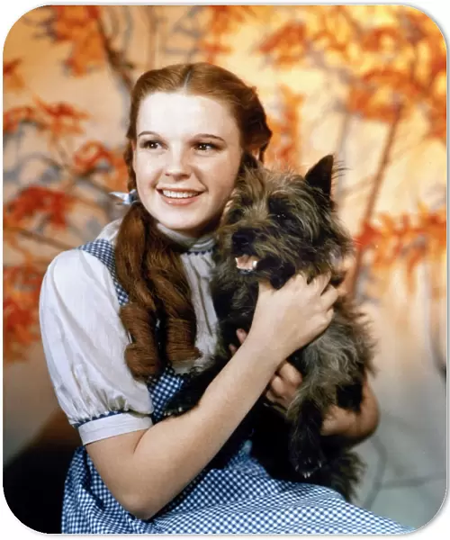 WIZARD OF OZ, 1939. Judy Garland as Dorothy, with her dog Toto, in the 1939 film The Wizard of Oz