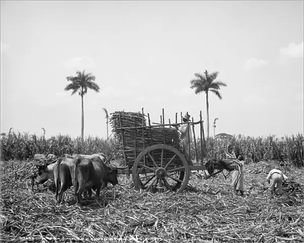CUBA: SUGAR PLANTATION. Workers gathering sugar cane on a Cuban sugar plantation. Photograph, early 20th century