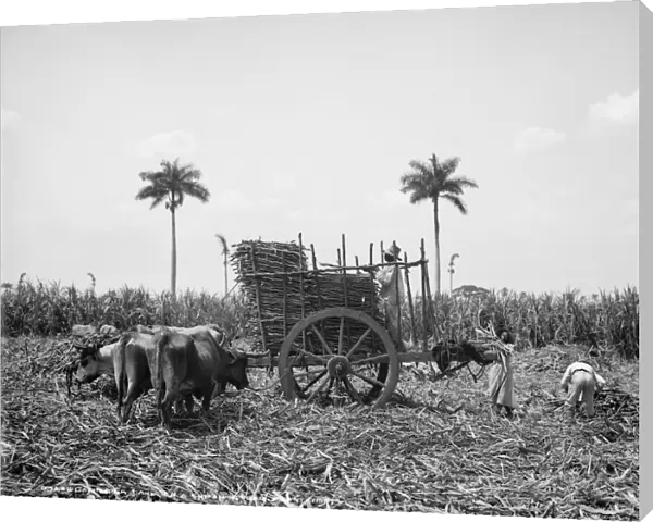 CUBA: SUGAR PLANTATION. Workers gathering sugar cane on a Cuban sugar plantation. Photograph, early 20th century