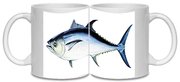 TUNA. A female bluefin tuna (Thunnus thynnus)
