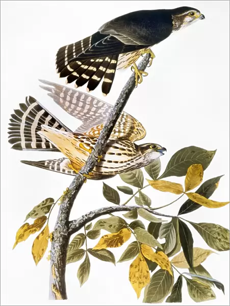 AUDUBON: HAWK. Merlin, or pigeon hawk (Falco columbarius), from John James Audubons The Birds of America, 1827-1838