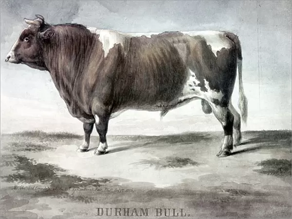 DURHAM BULL, 1856. Duke of Cambridge, Durham Bull. Watercolor sketched from life by August Kollner, at the U. S. Agricultural Fair in Philadelphia, 1856