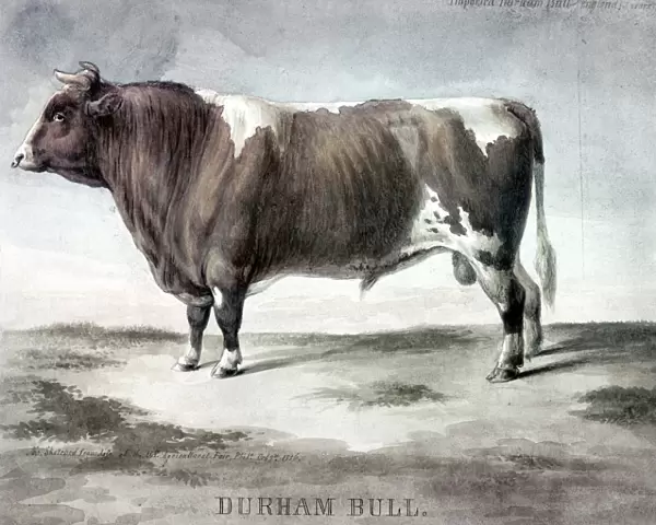 DURHAM BULL, 1856. Duke of Cambridge, Durham Bull. Watercolor sketched from life by August Kollner, at the U. S. Agricultural Fair in Philadelphia, 1856