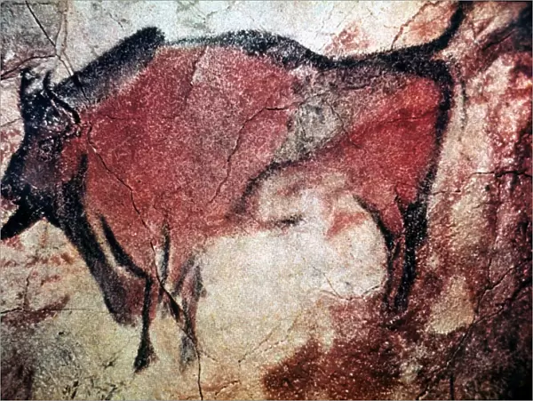 CAVE ART. Standing bull bison from Cave of Altamira, Santander, Spain, c10, 000 B. C