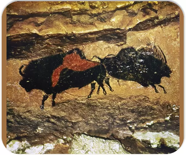 CAVE ART: BISON. Bison from the Nave at Lascaux, Dordogne, France, 7 feet and 10. 5 inches. Style III (c15, 000 B. C. )