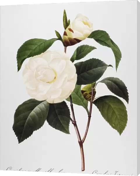 CAMELLIA, 1833. White camellia (Camellia japonica). Engraving after a painting by Pierre-Joseph Redout