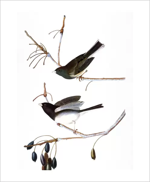 AUDUBON: JUNCO, (1827). Northern Junco, or Snow Bird (Junco hymealis) by John James Audubon for his Birds of America, 1827-38