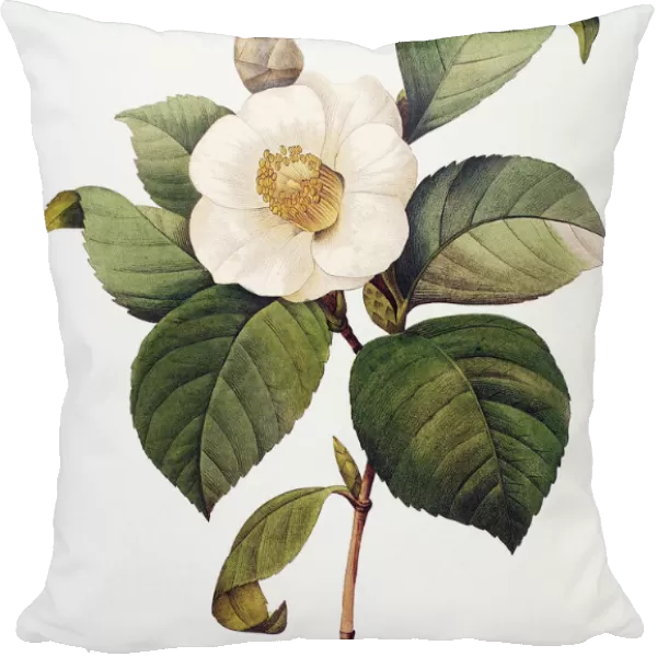 WHITE CAMELLIA (Camellia japonica). Engraving after a painting by Pierre-Joseph Redout