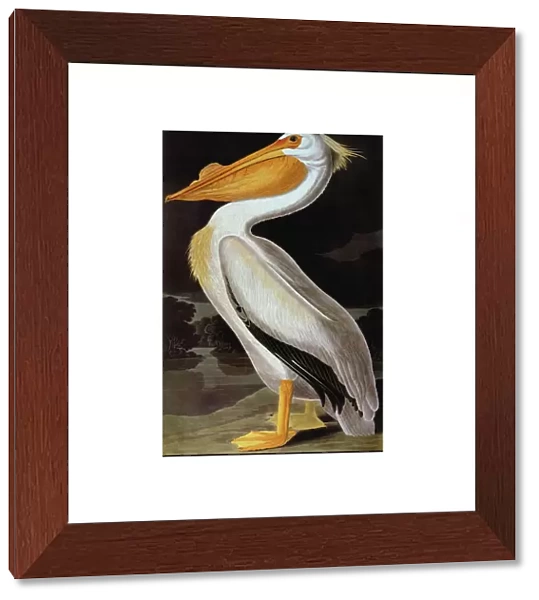 AUDUBON: PELICAN. Great White Pelican (Pelecanus erythrorhynchos), from John J. Audubons The Birds of America, 1827-1838