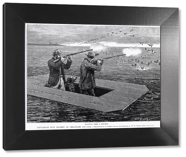 DUCK HUNTING, 1888. Canvas-back duck shooting on Chesapeake Bay. Line engraving, American, 1888
