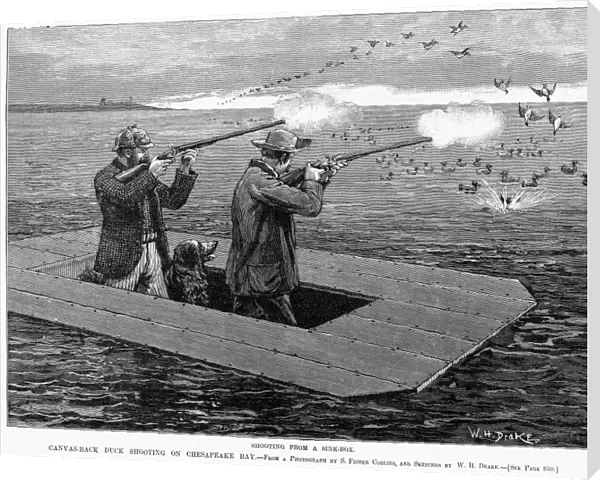 DUCK HUNTING, 1888. Canvas-back duck shooting on Chesapeake Bay. Line engraving, American, 1888