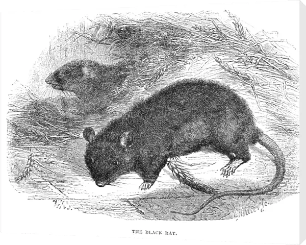 BLACK RAT. Wood engraving, 19th century