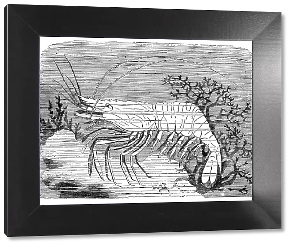 PRAWN. Common prawn. Line engraving, 19th century