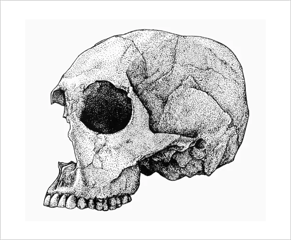 HOMO SAPIENS. Skull specimen found at Koobi Fora on the east side of Lake Turkana, Kenya, thought to be about 4, 000 years old
