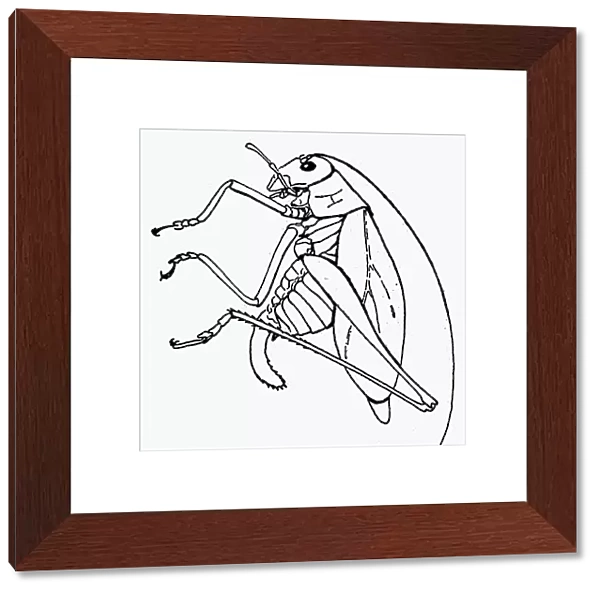 CRICKET. The Mormon cricket (Anabrus simplex)