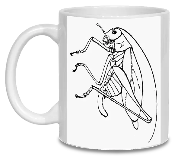 CRICKET. The Mormon cricket (Anabrus simplex)