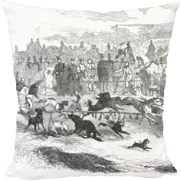 Remarkable steeplechase by dogs at Ludwigsburg, Germany. Wood engraving, 1859