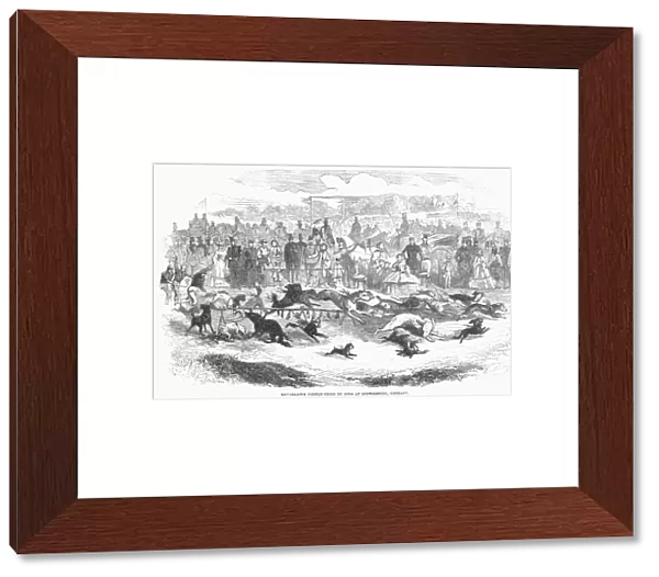 Remarkable steeplechase by dogs at Ludwigsburg, Germany. Wood engraving, 1859