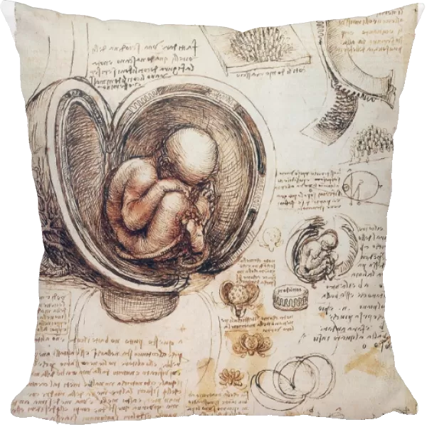 Pen and ink studies, c1510, by Leonardo da Vinci of a human fetus