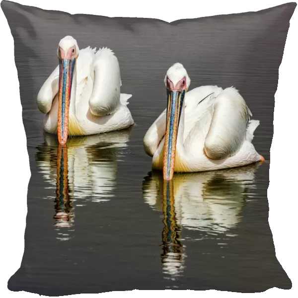 White pelicans at Walvis Bay in Namibia