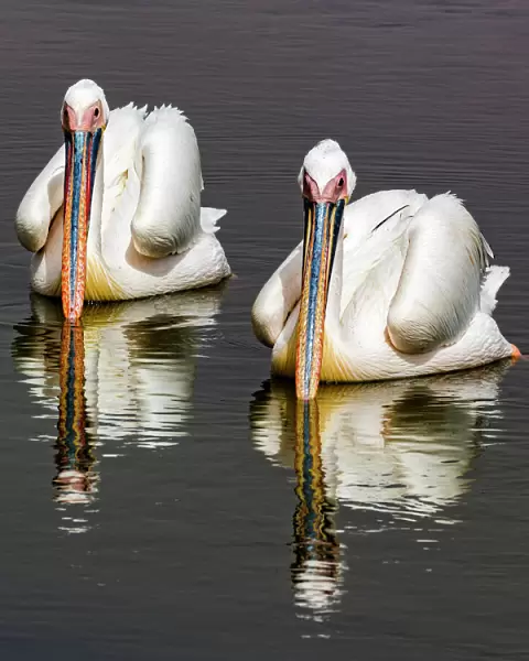White pelicans at Walvis Bay in Namibia