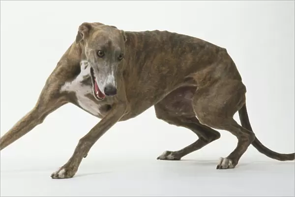 Greyhound (Canis familiaris) crouching and turning sideways, side view