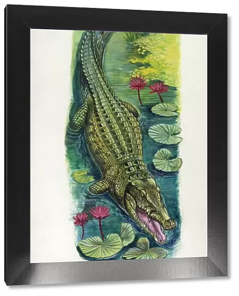Nile crocodile Crocodylus niloticus, illustration