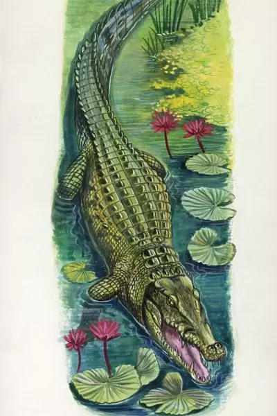 Nile crocodile Crocodylus niloticus, illustration