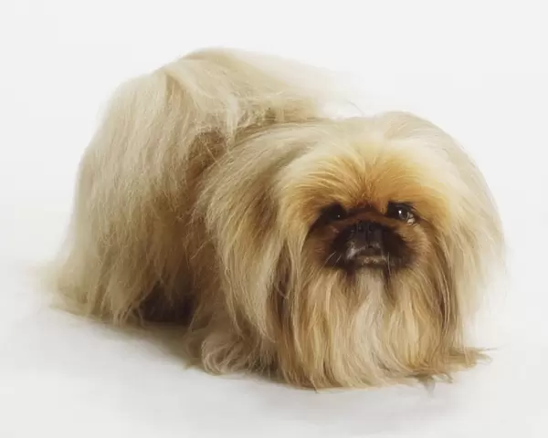 Pekingese Dog (Canis familiaris) standing, high angle front view