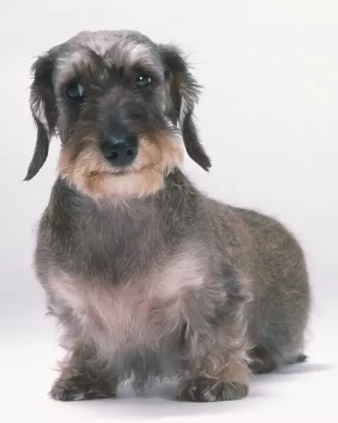 Wire-haired Miniature Dachshund (Canis familiaris) showing strong, prominent eyebrows