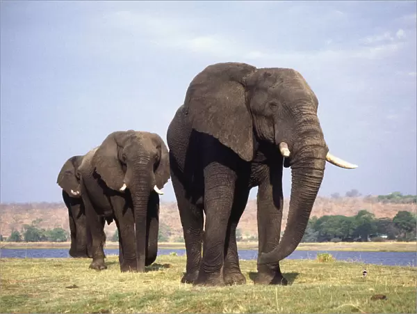 Three African elephants walking in line beside a river