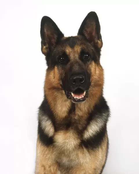 Head and shoulders of a German Shepherd (Canis familiaris), front view
