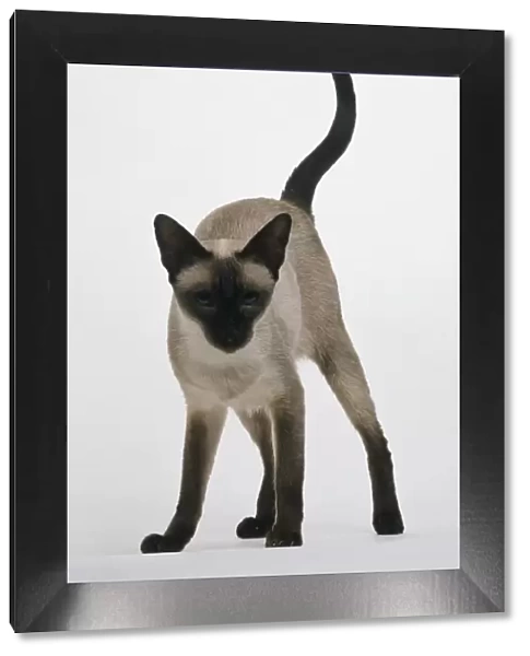 Siamese cat looking at camera, tail raised, front view