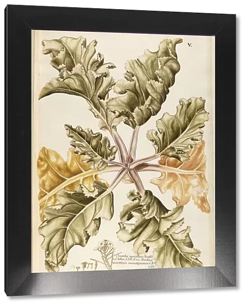 Sea Kale (Crambe maritima), Cruciferae by Francesco Peyrolery, watercolor, 1765